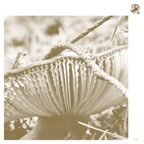 LATE NIGHT POEMS – Rise &amp; Bloom